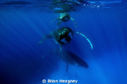 Magic number - A mother Humpback, her new born calf and a... by Brian Heagney 